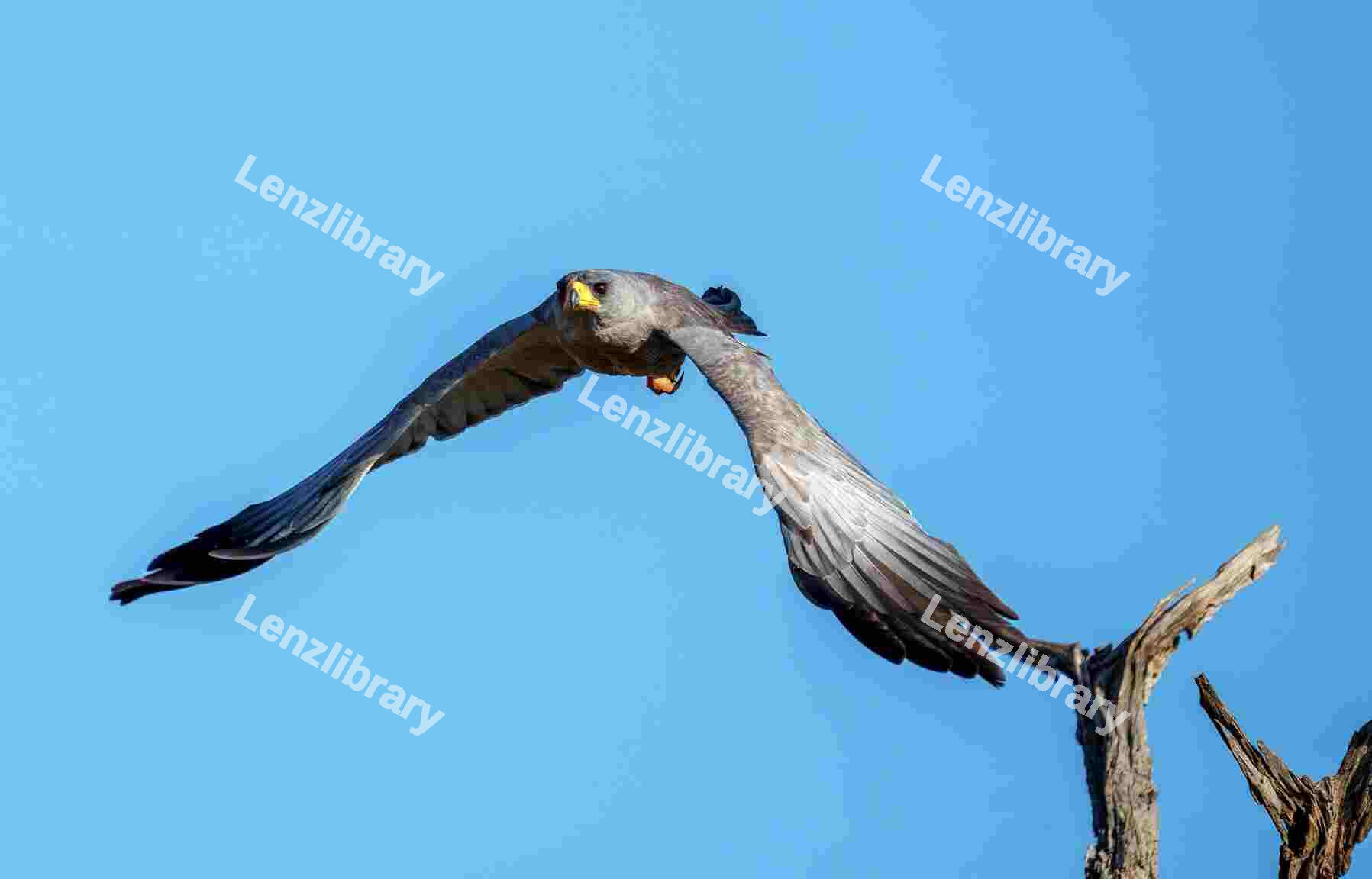 Hawk flying over a blue sky